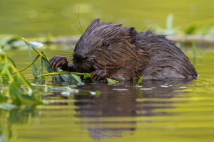 biber-fressen-ast-wasser-envato