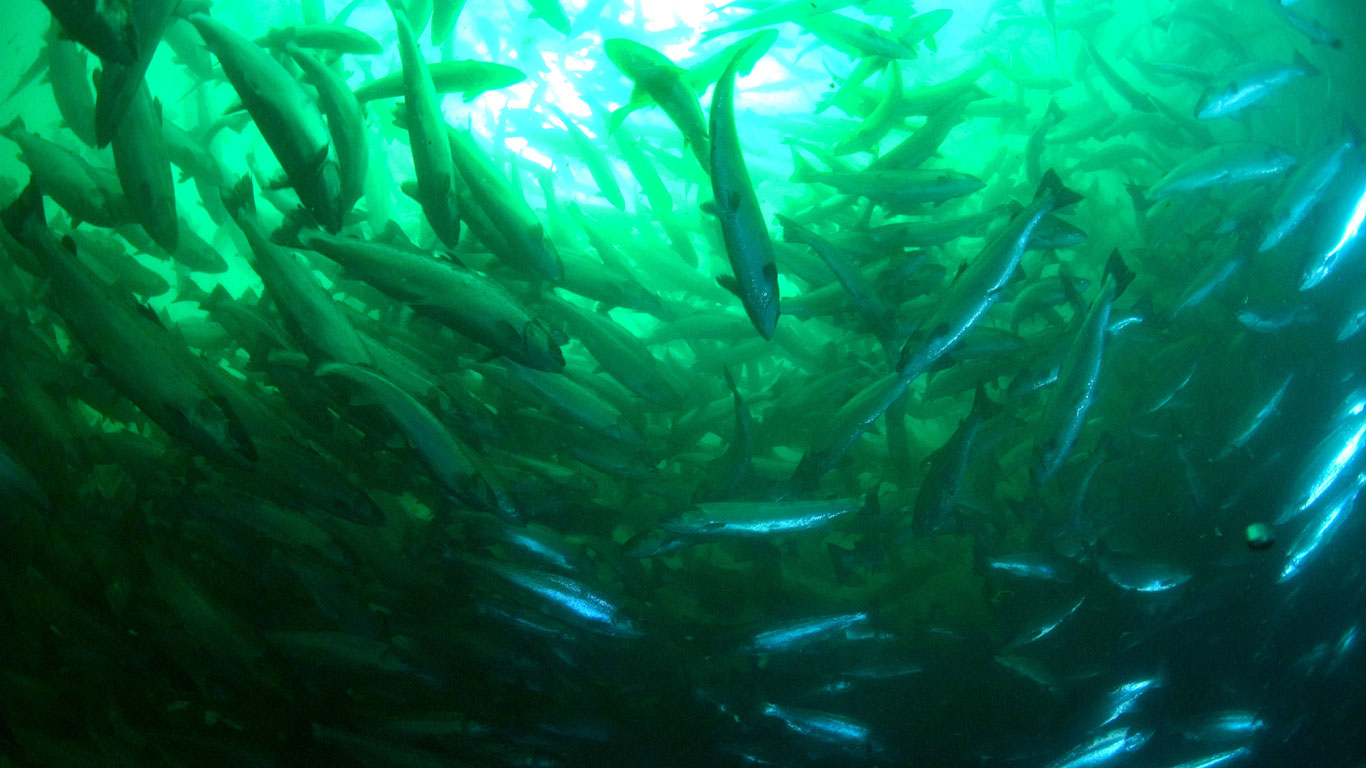 Das giftigste Lebensmittel der Welt: Lachs