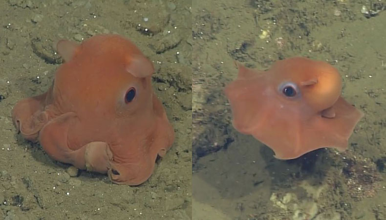 Süßer als die Polizei erlaubt: Oktopus sucht einen Namen