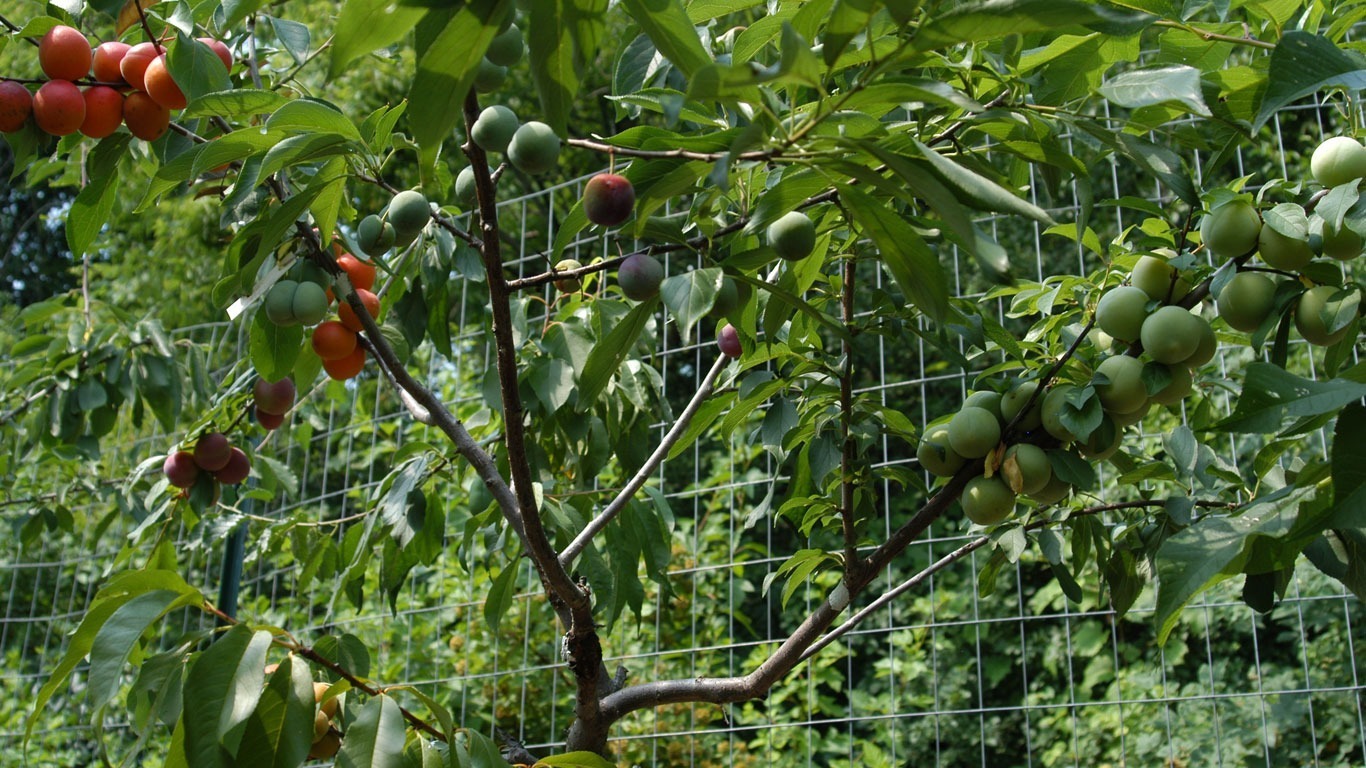 ein Baum auf dem anderen
