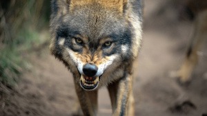 wolf-gruselig-imago