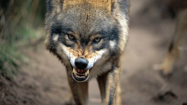 wolf-gruselig-imago