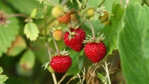Stecken in Walderdbeeren wirklich Fuchsbandwürmer?