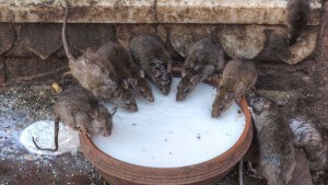 Können Ratten durch die Toilette in Wohnungen klettern?