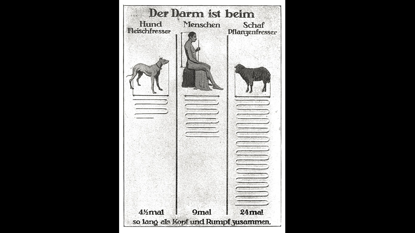 Wie lang ist eigentlich unser Darm? (1926)