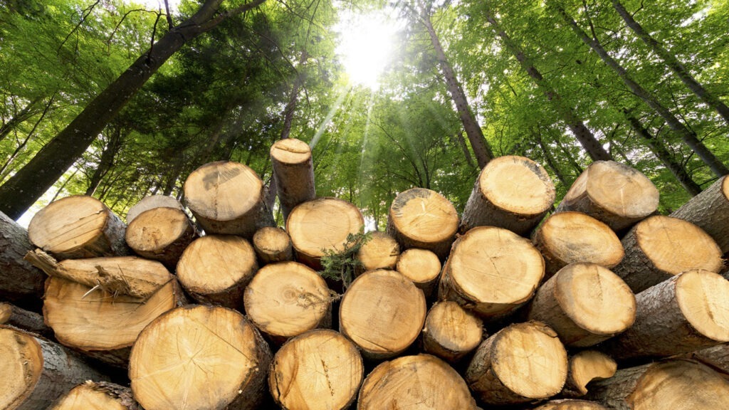 Das fünfte Element: Was Holz so einzigartig macht