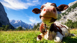 Klimakiller Kuh: Wie gefährlich sind die Rülpser der Wiederkäuer?
