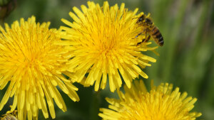 Kampf gegen Milben: Kann eine Sauna ganze Bienenvölker retten?