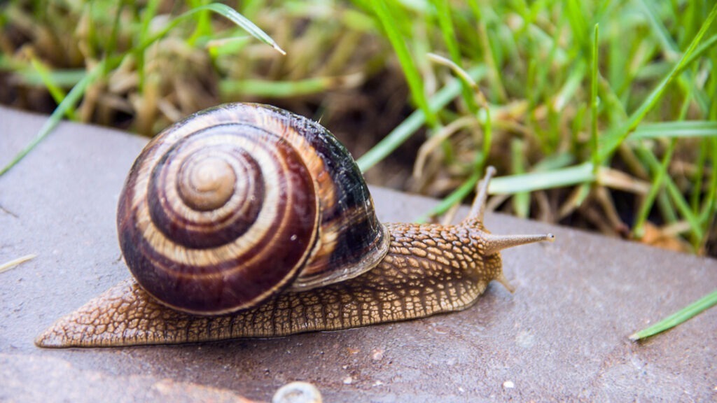 Wie kommen Schnecken zu ihrem Haus?