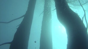 Versunkene Wälder: Wie Bäume unter Wasser gefällt werden