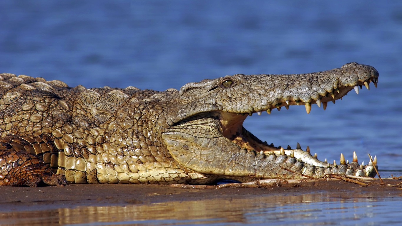 Krokodile
