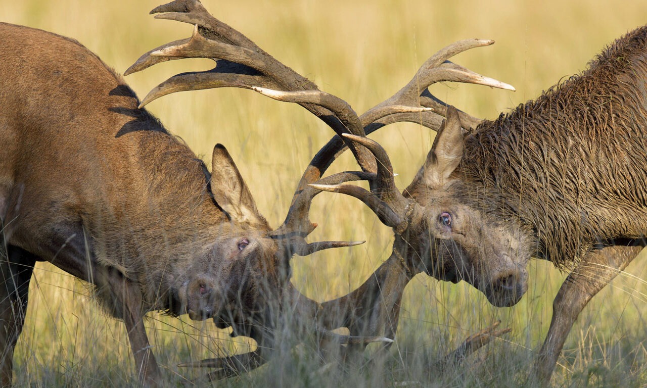 Die Paarung