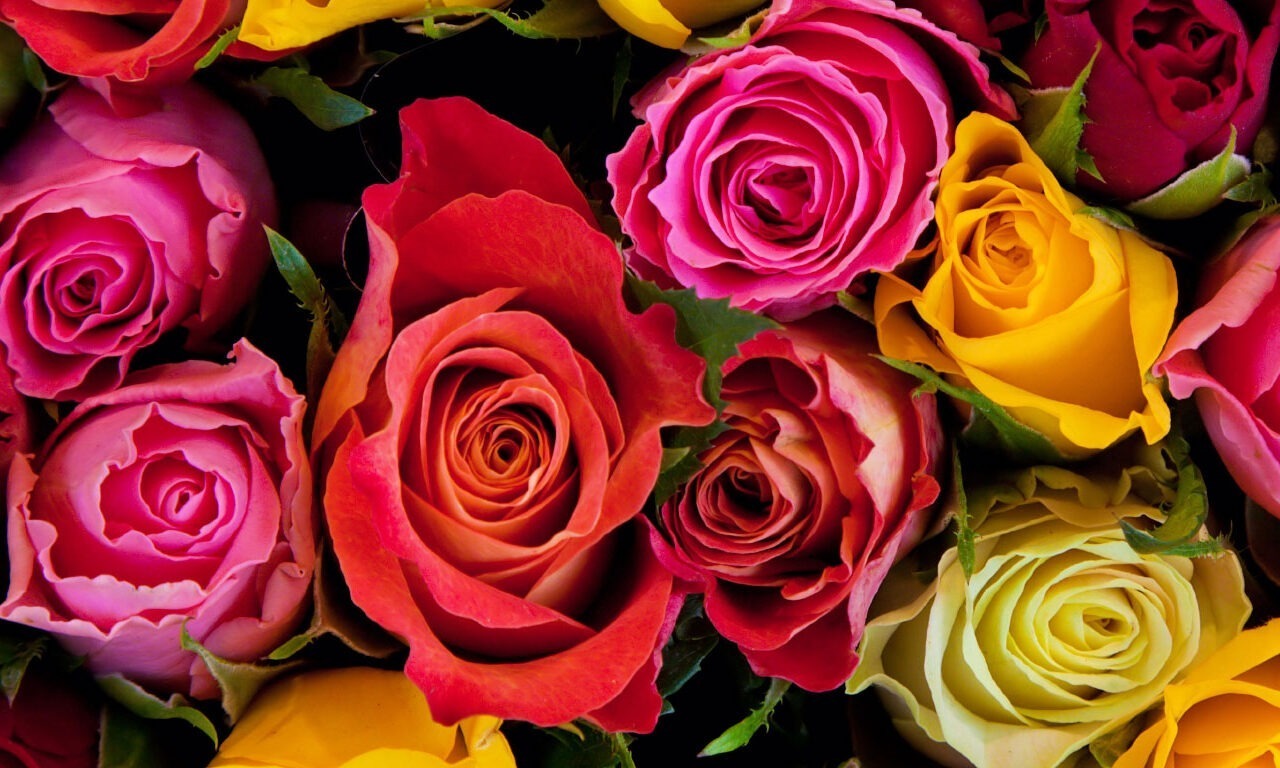 Blumenpracht