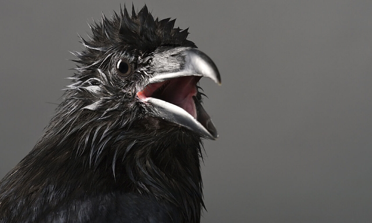 Krähenartige Vögel