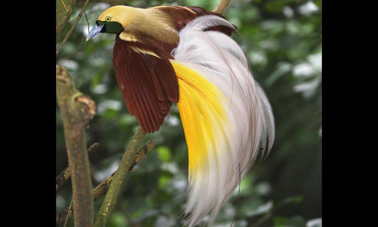 Paradiesvögel