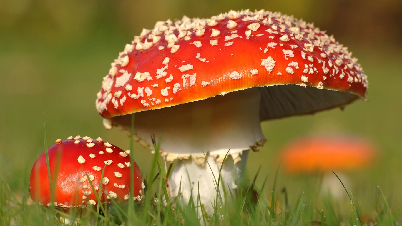 Pilze