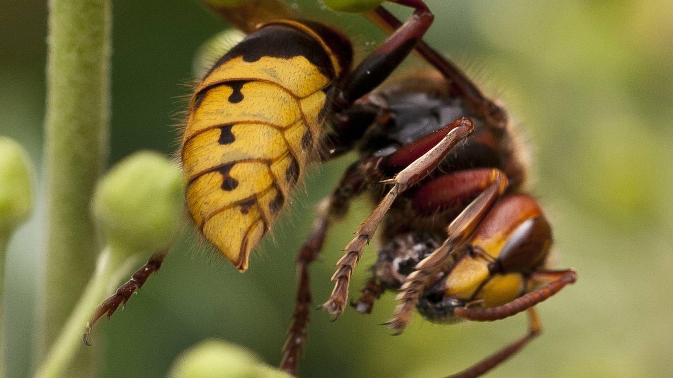Insekten