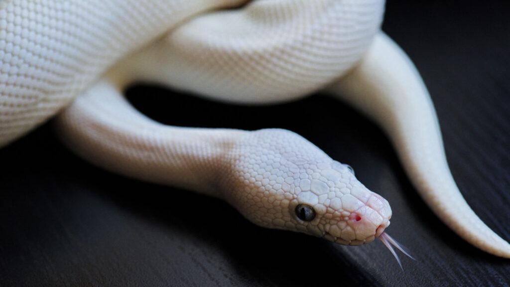 Geister der Natur: Wie entstehen Albinos?