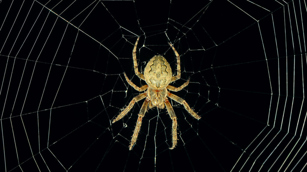 spinne-netz-istock