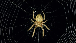spinne-netz-istock