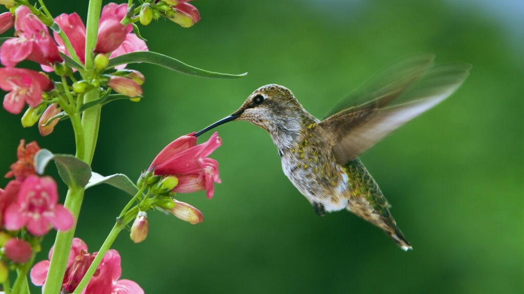 kolibri-fliegen-blume-istock