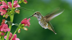 kolibri-fliegen-blume-istock