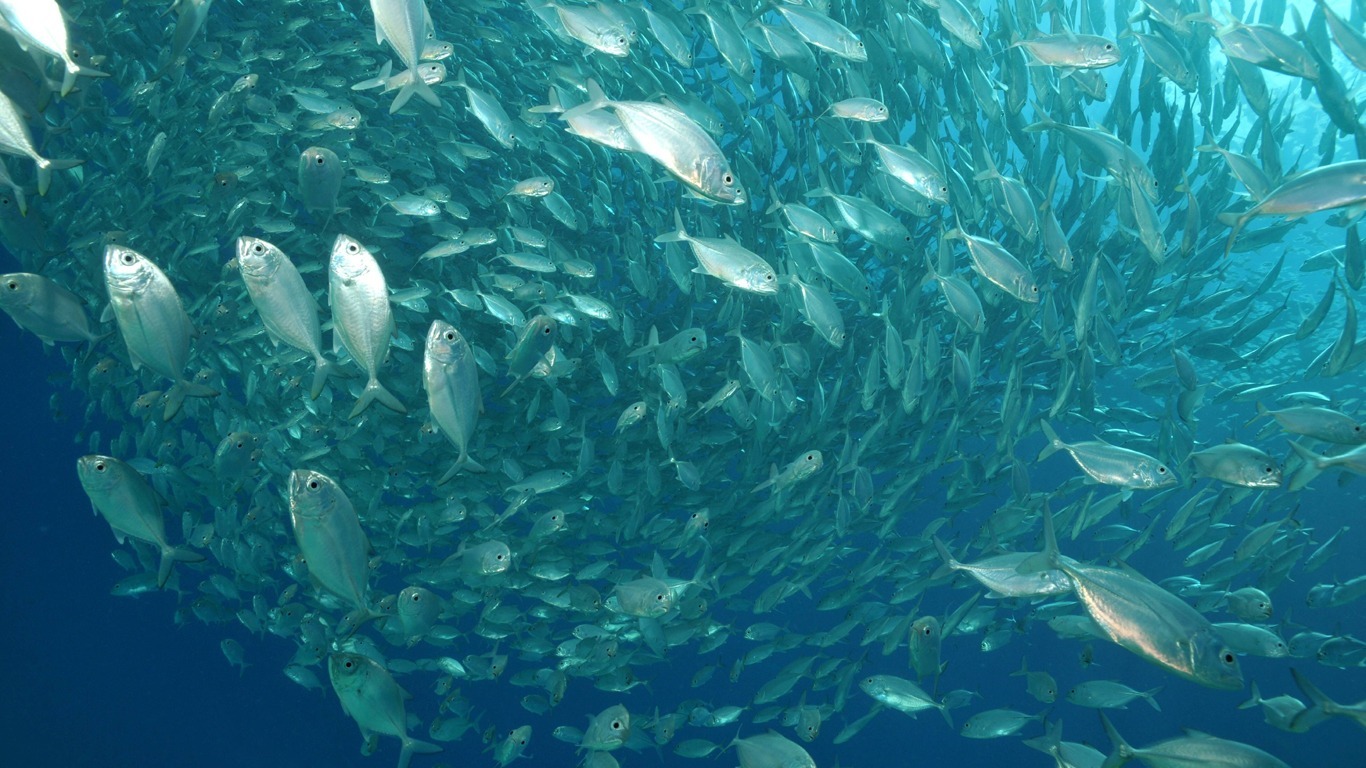 Überfischung der Meere