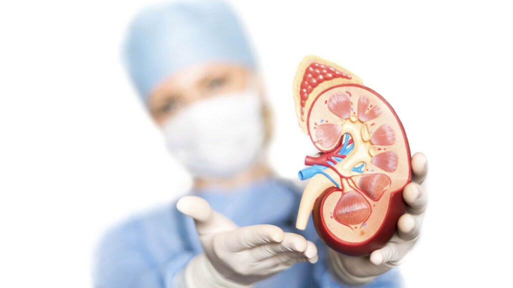 arzt-organ-niere-istock