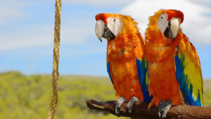 Erstaunliches Talent: Warum können Papageien sprechen?
