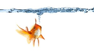 Müssen Fische trinken?
