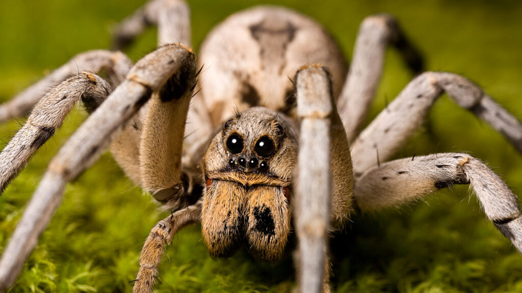 Warum haben wir Angst vor Spinnen?