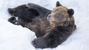 Wie überstehen Bären den Winter?