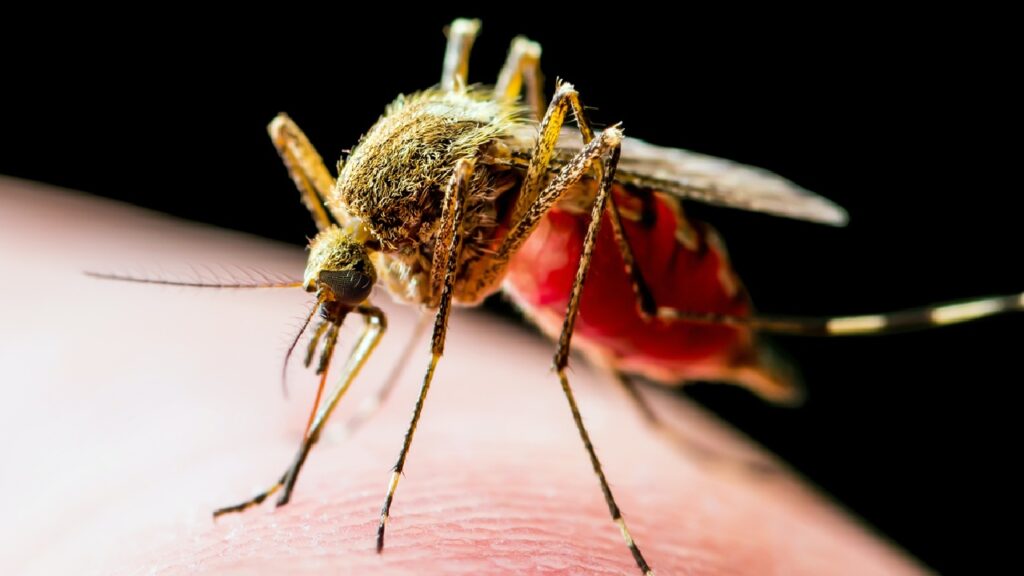 Warum quälen uns Stechmücken ausgerechnet beim Sundowner?