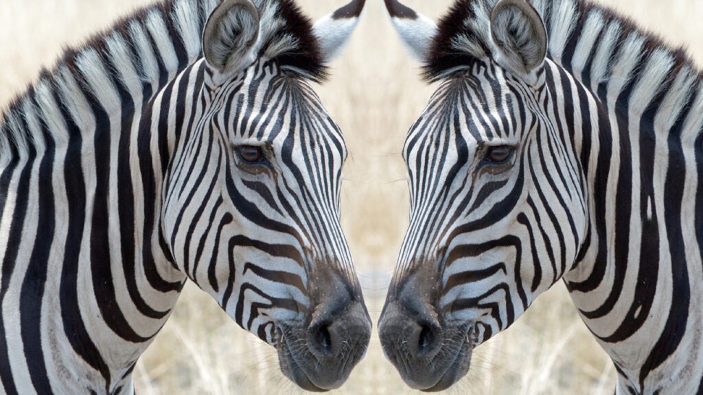 Symmetrie: die geheimnisvollen Grundformen des Lebens