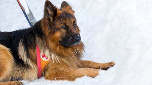 Kalte Rettungsnasen: Wie Lawinenhunde ihren Job lernen