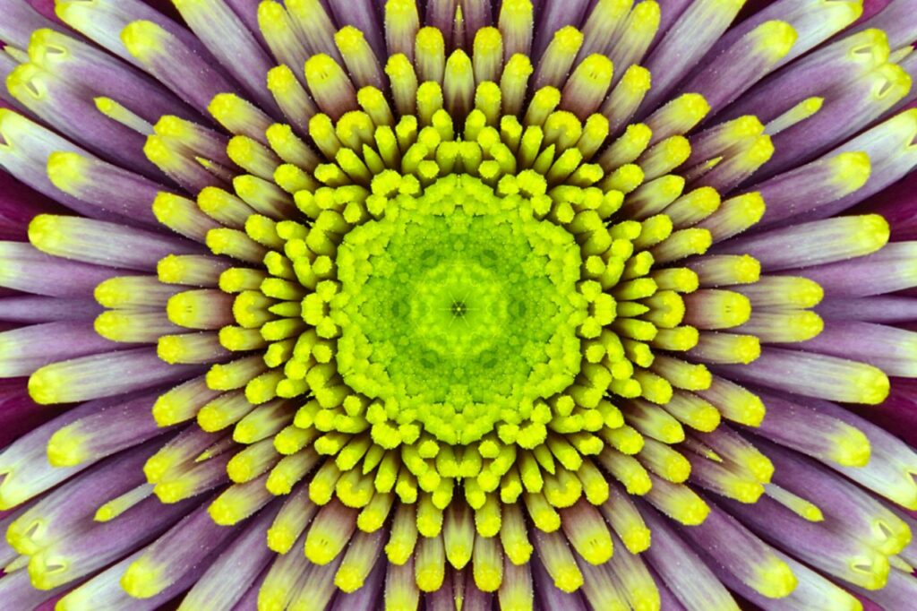 Symmetrie: die geheimnisvollen Grundformen des Lebens