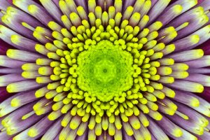 Symmetrie: die geheimnisvollen Grundformen des Lebens