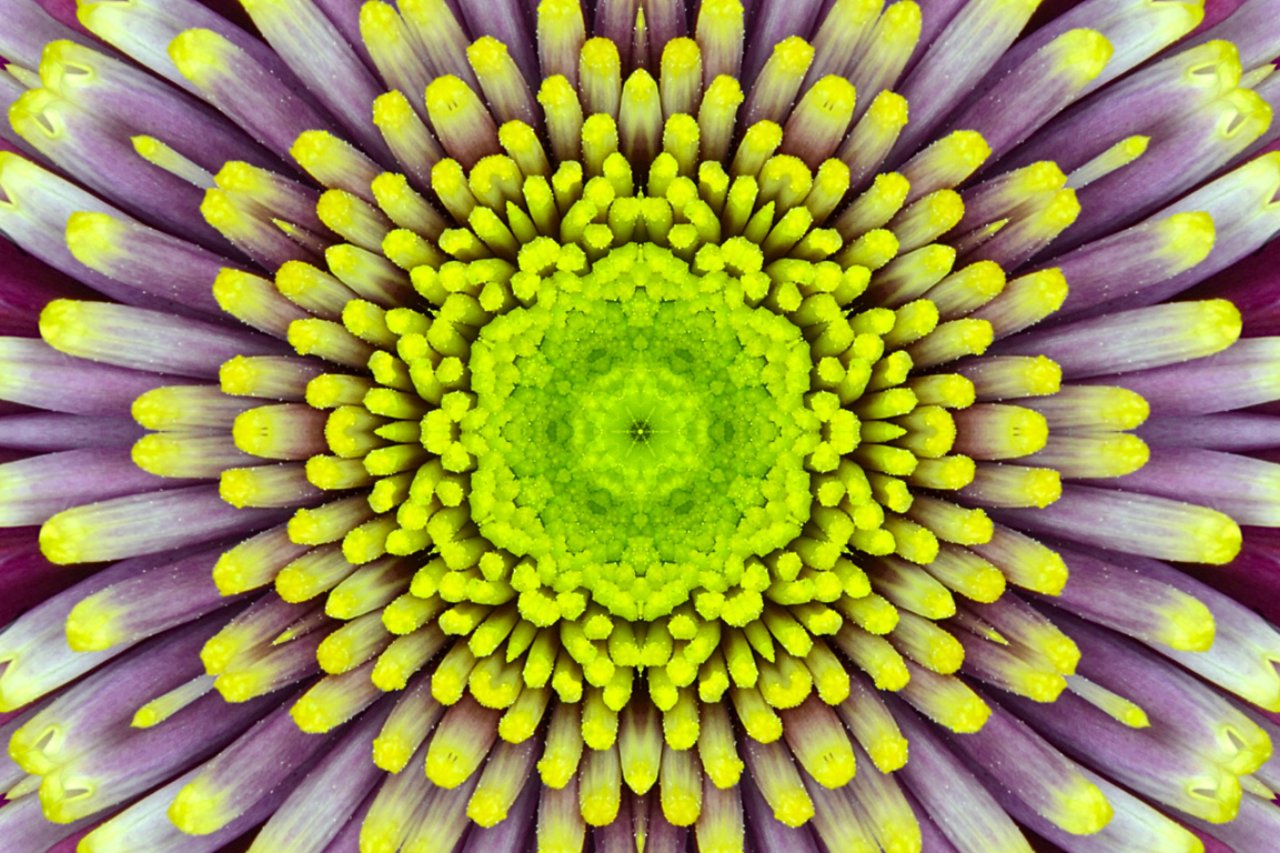 Symmetrie: die geheimnisvollen Grundformen des Lebens