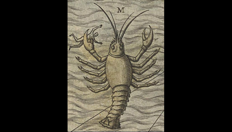 Hummerähnliche Kraken
