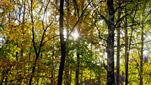 Nützliche Natur: Was der Wald alles leistet