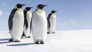 Überleben in der Antarktis: Der Marsch der Pinguine