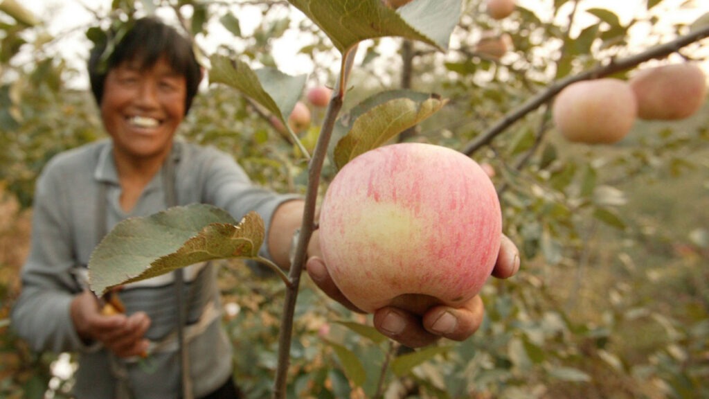 Äpfel, Brötchen, Hähnchenfleisch – was nach deutschen Lebensmitteln klingt, stammt oft aus China. Über eine Million Tonnen importieren wir jährlich aus dem asiatischen Land – zu einem unschlagbar günstigen Preis. Doch das Geschäft hat einen Haken …
