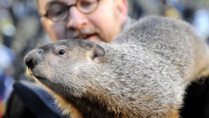 Groundhog Day! Und wieder grüßt das Murmeltier …