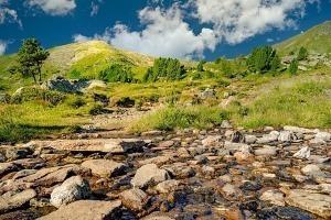Multitalent Zirbe – drei Dinge, die jeder über den Wunderbaum wissen sollte