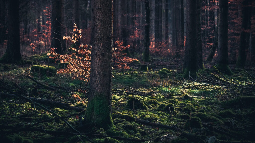 Hoia-Baciu-Wald: In welchem Wald verschwinden die meisten Menschen?