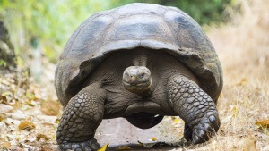Warum werden Schildkröten so alt?