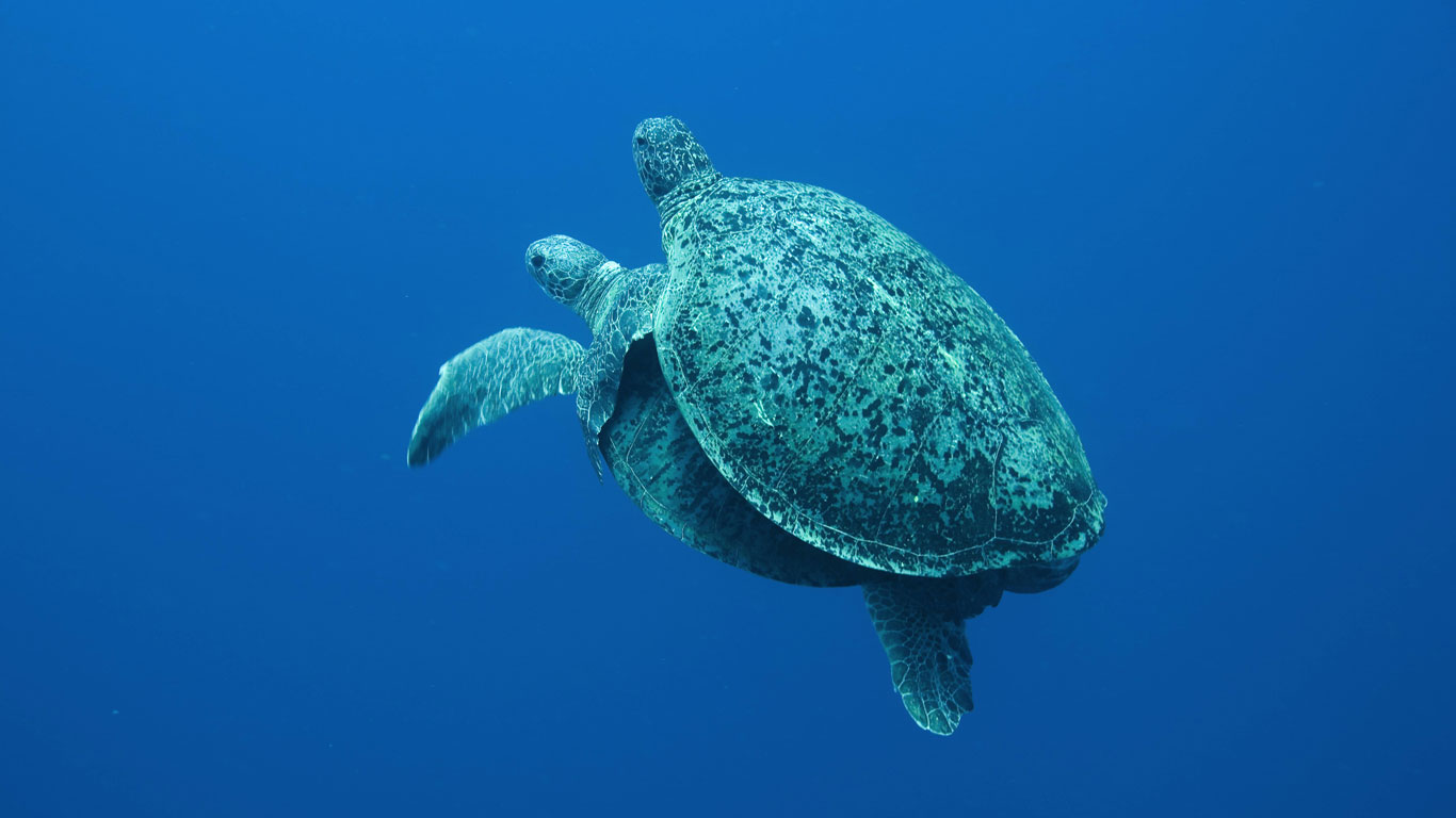 Die rätselhafte Reise der Meeresschildkröten