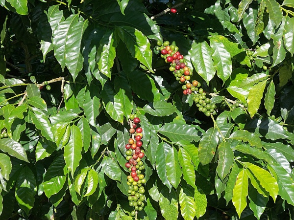 Auf den Spuren des Kaffees in Nicaragua: Kaffeebohnen am Strauch