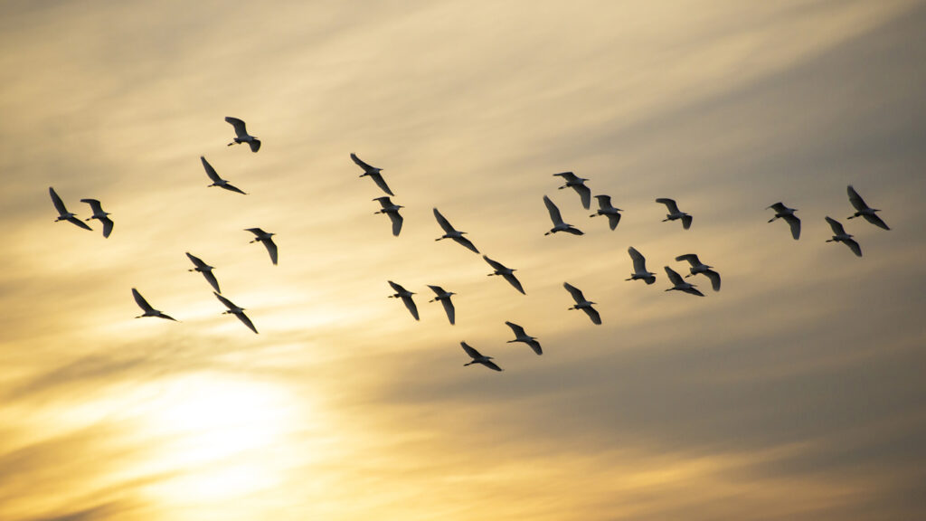 Zugvögel: Pendler zwischen den Welten