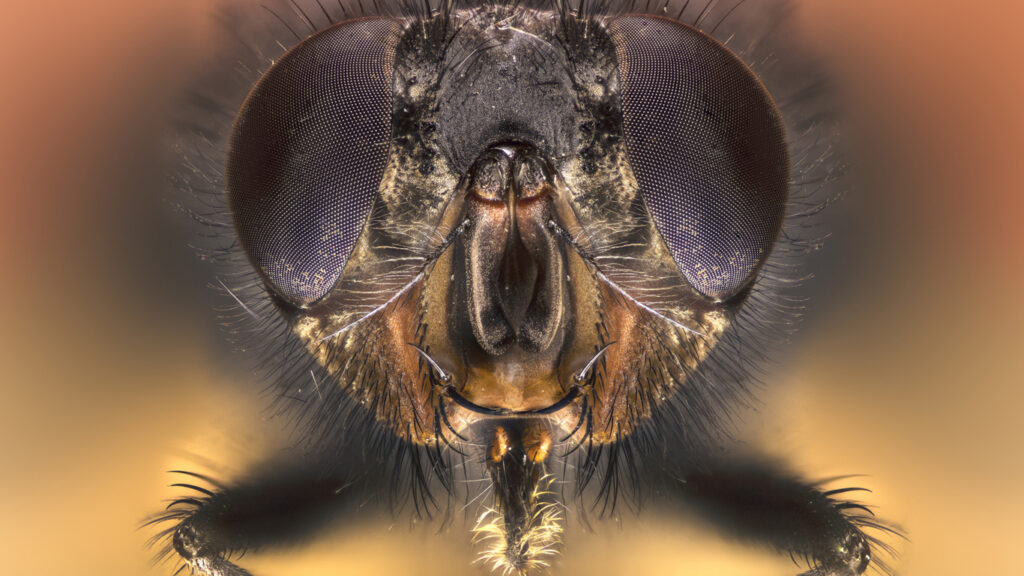 Insekten ganz nah: die großen Augen der kleinen Charakterköpfe